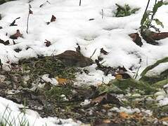 Dunnock