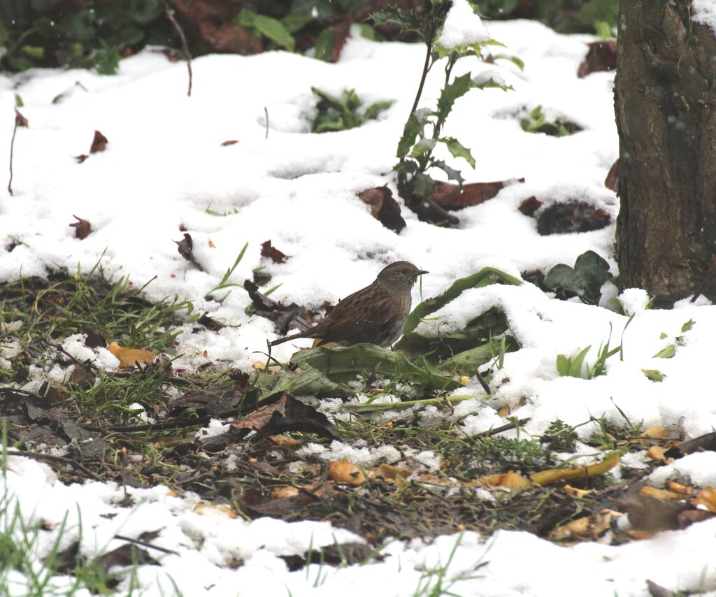 Dunnock