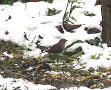 Dunnock