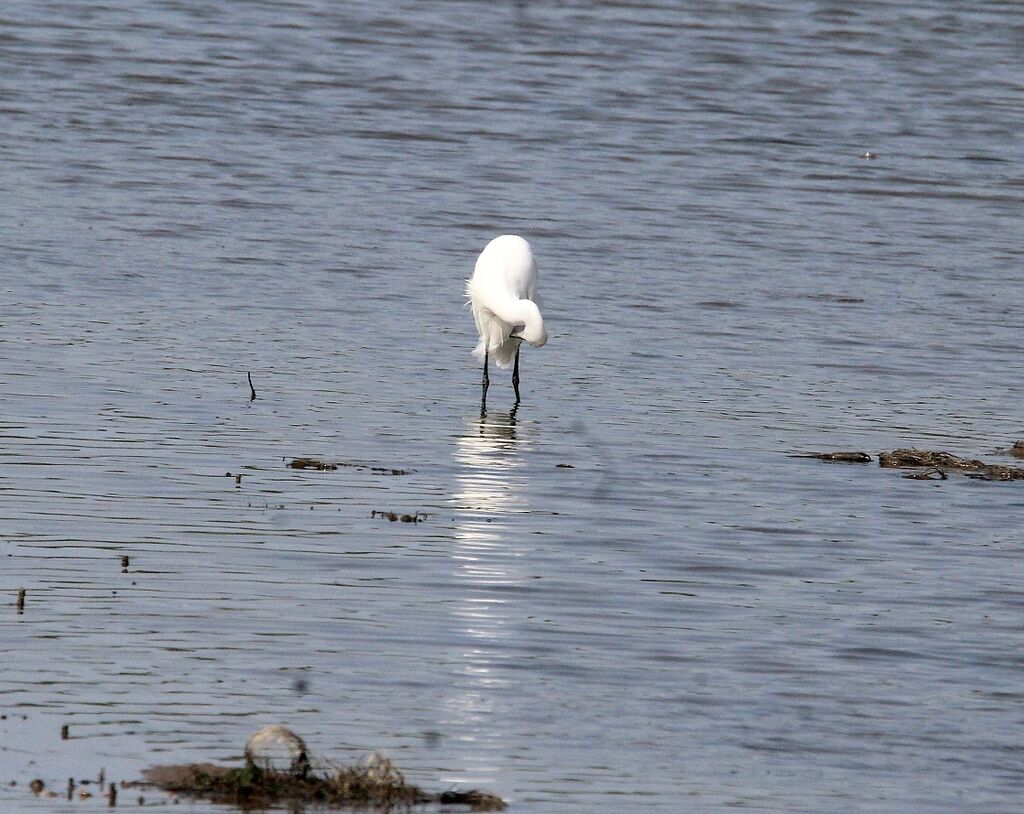 Little Egret