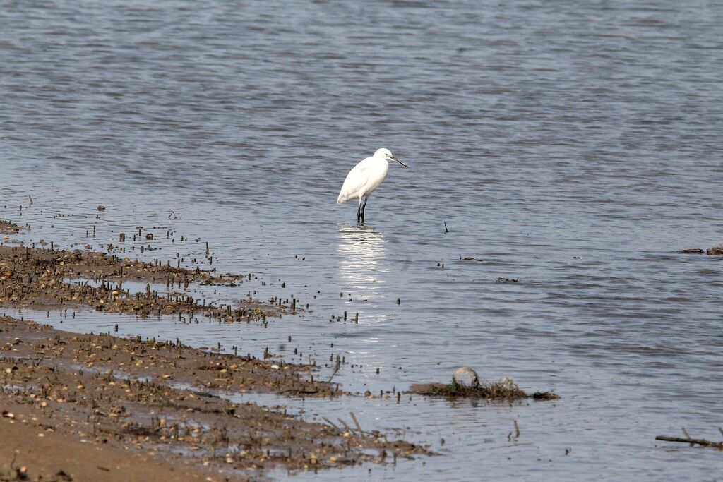Little Egret