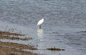 Aigrette garzette