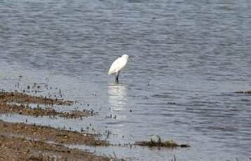 Aigrette garzette