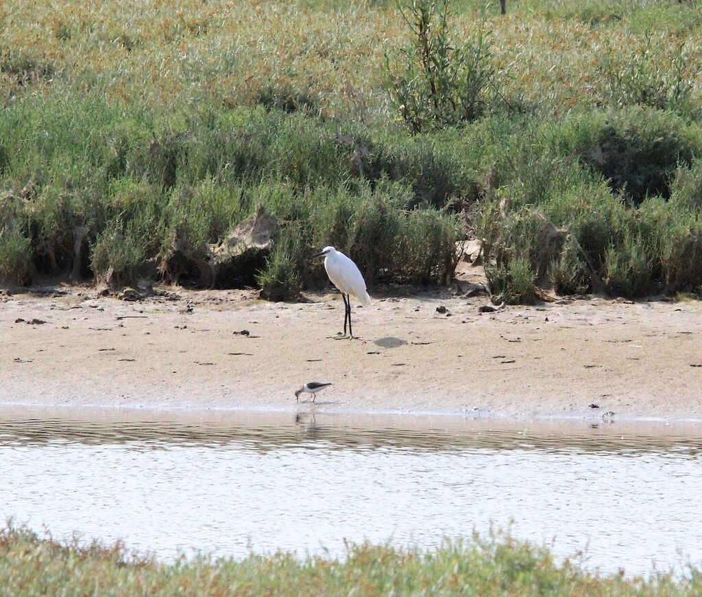 Little Egret