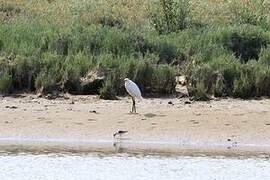 Aigrette garzette
