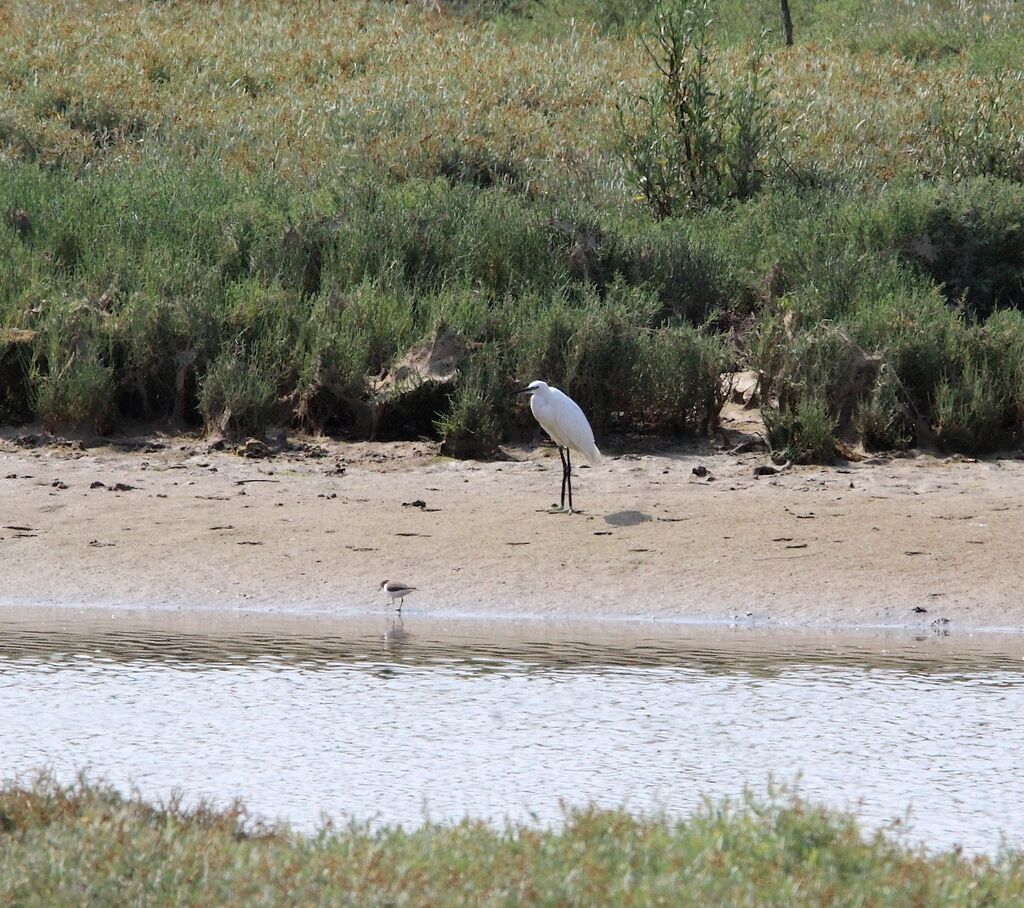 Little Egret