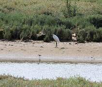 Aigrette garzette