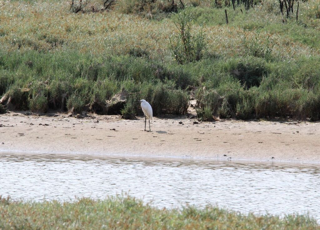 Aigrette garzette