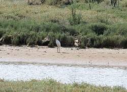 Aigrette garzette