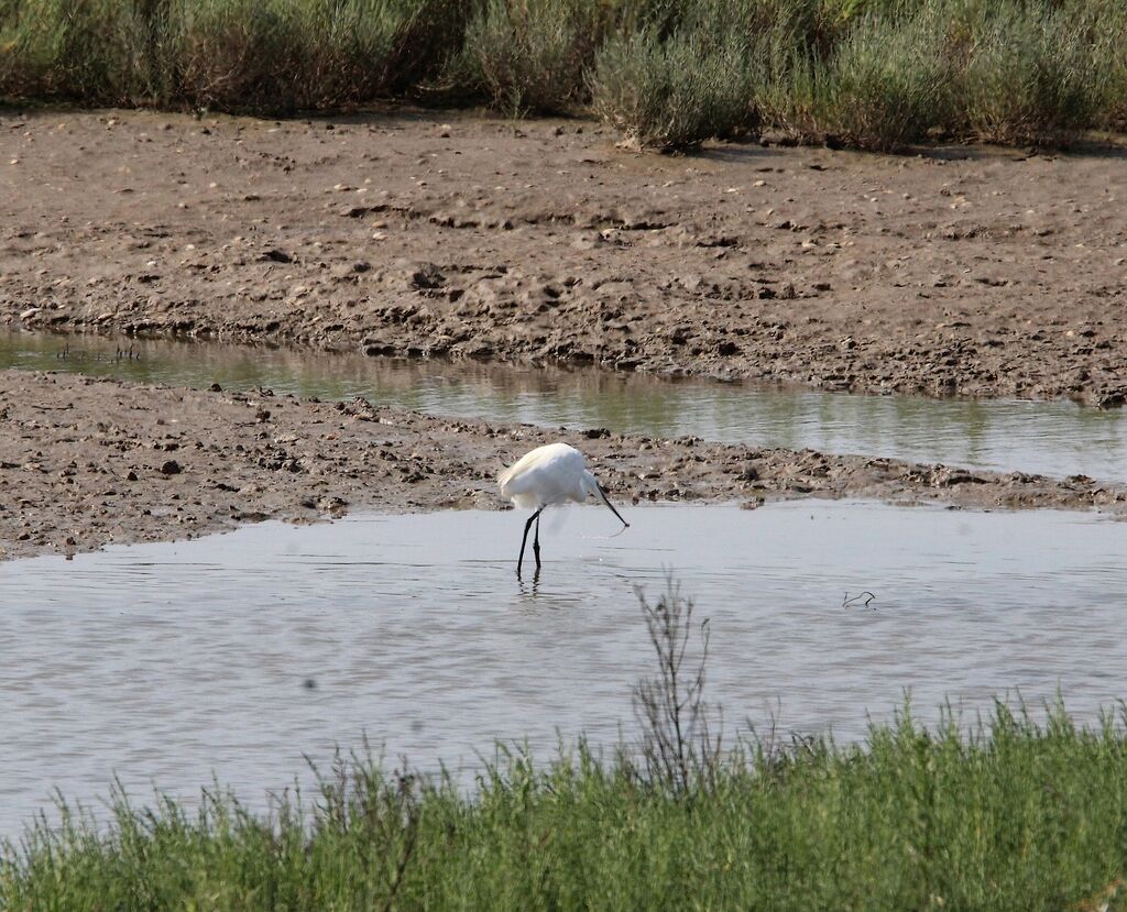 Aigrette garzette