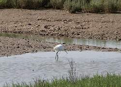 Aigrette garzette
