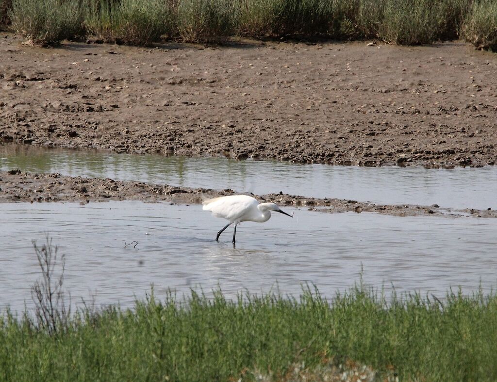 Aigrette garzette
