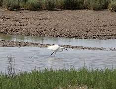 Aigrette garzette