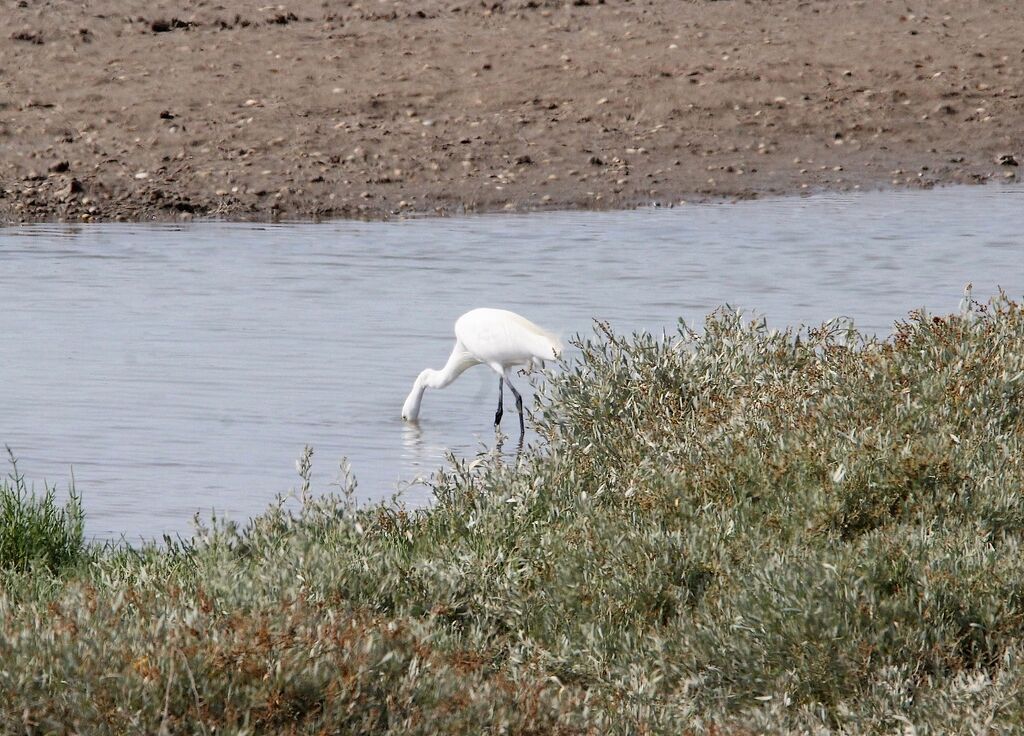 Aigrette garzette