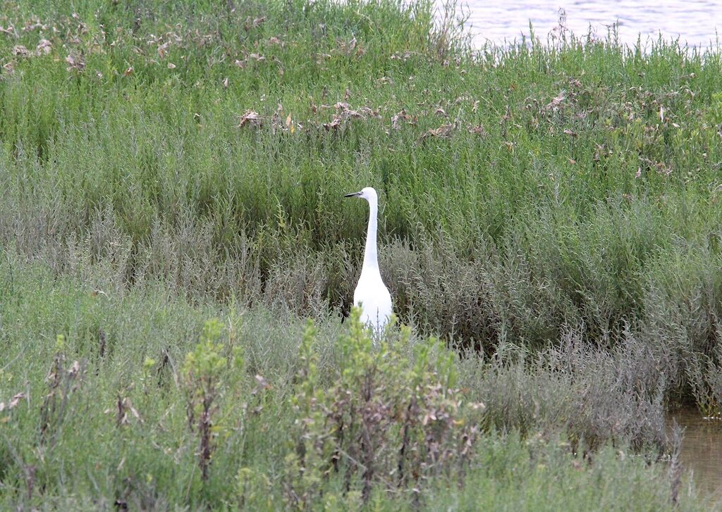 Aigrette garzette
