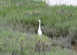 Aigrette garzette