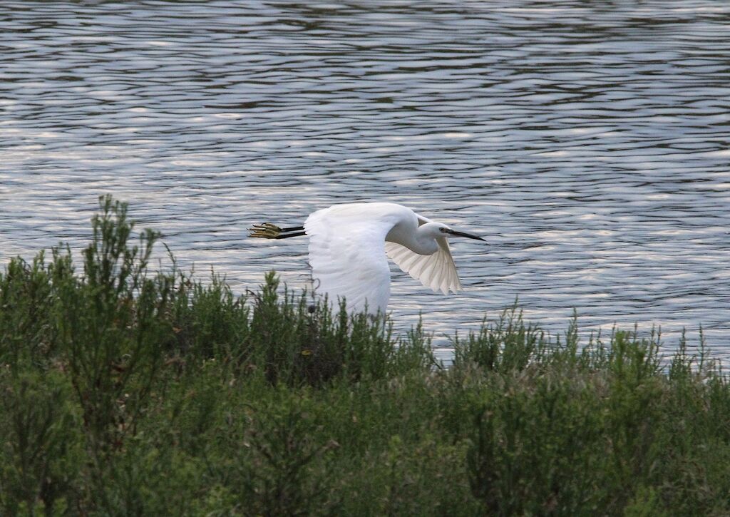 Aigrette garzette