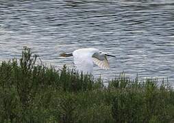 Aigrette garzette