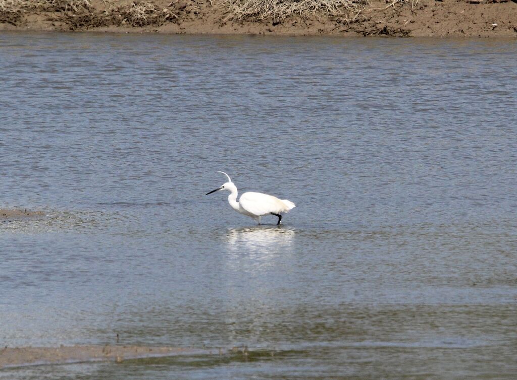 Aigrette garzette