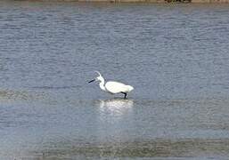 Little Egret