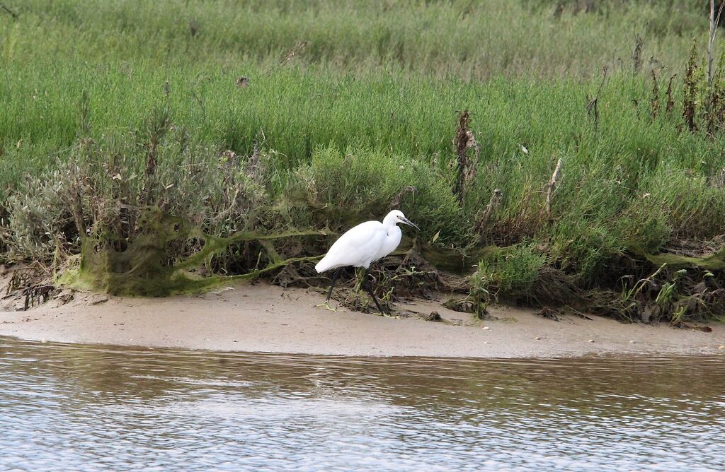 Aigrette garzette