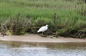 Aigrette garzette