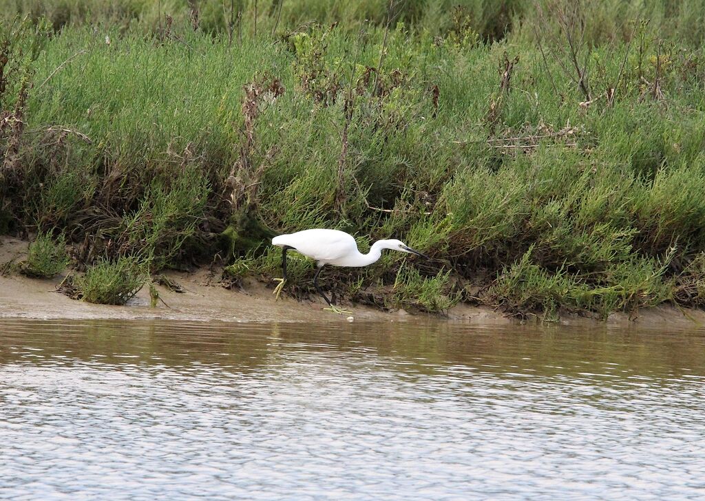 Aigrette garzette