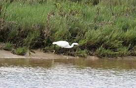 Aigrette garzette