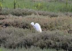 Aigrette garzette