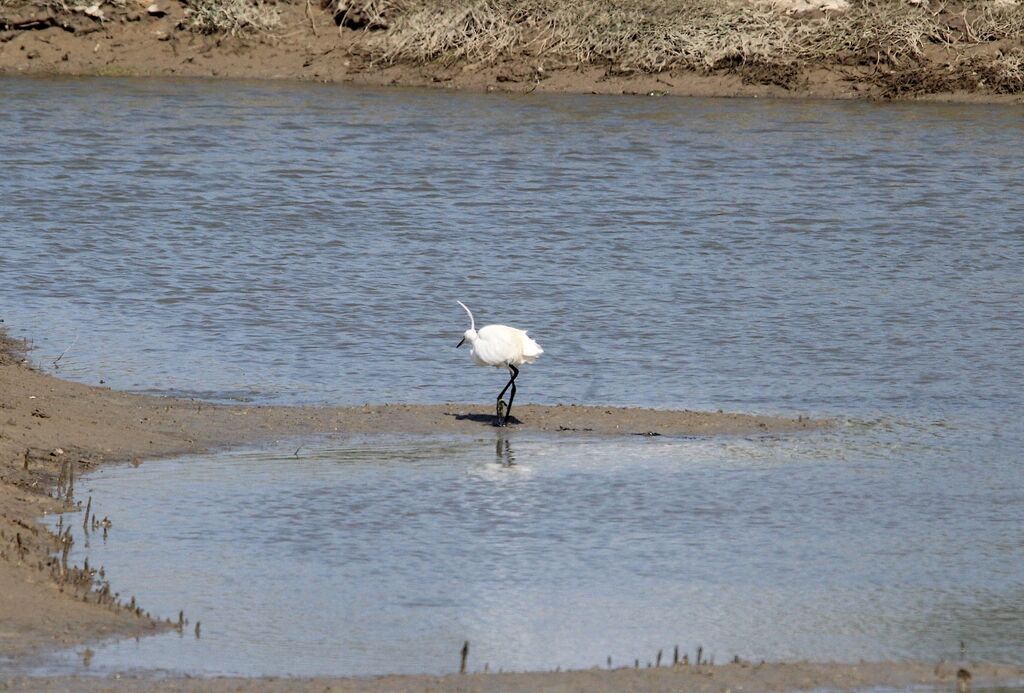 Aigrette garzette