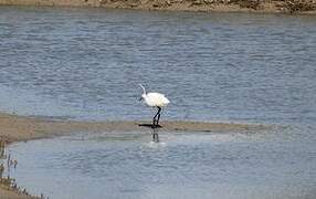 Little Egret