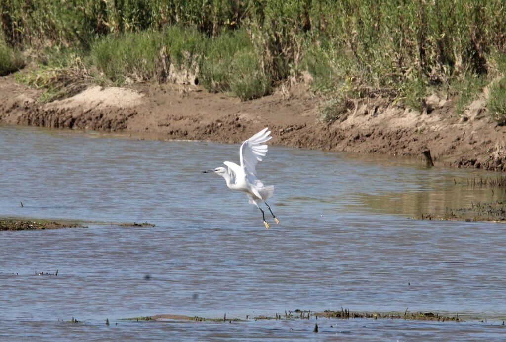 Little Egret