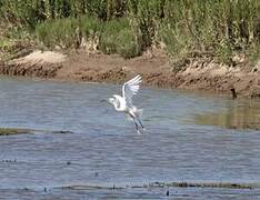 Aigrette garzette