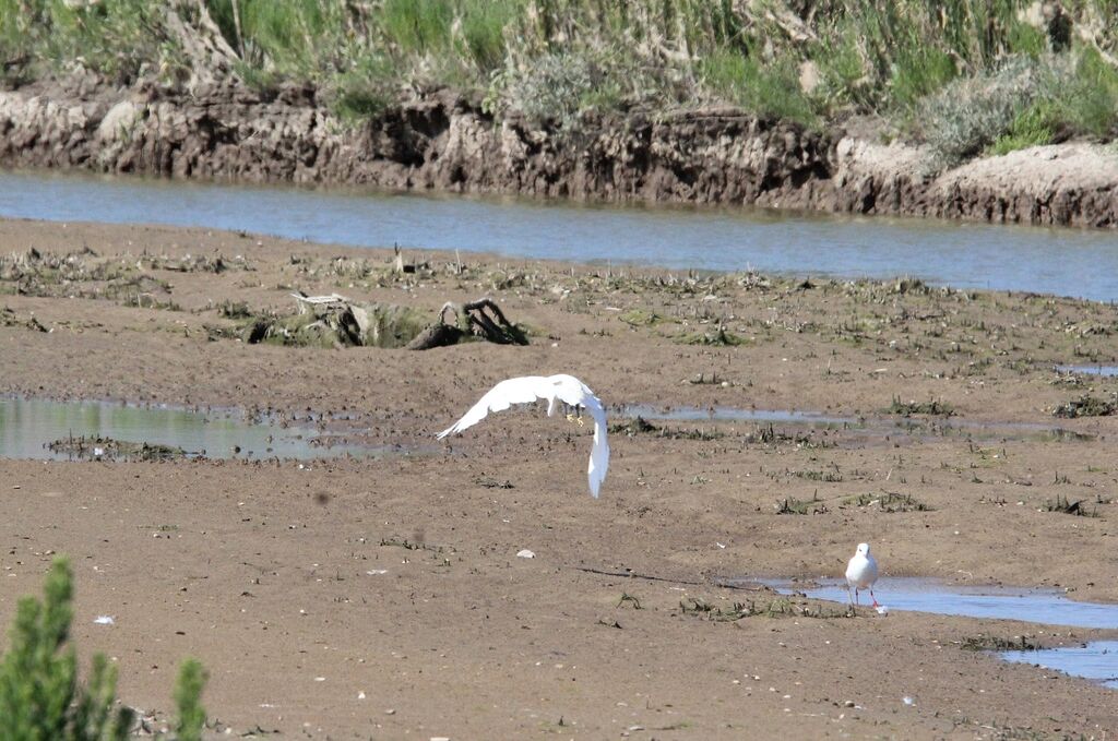 Aigrette garzette