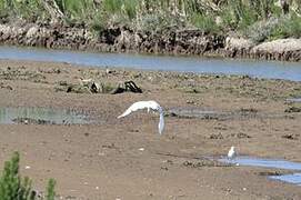 Little Egret