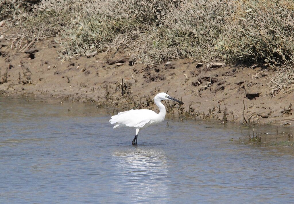 Aigrette garzette