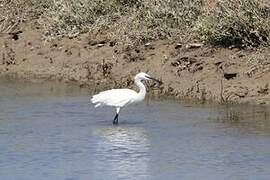 Little Egret