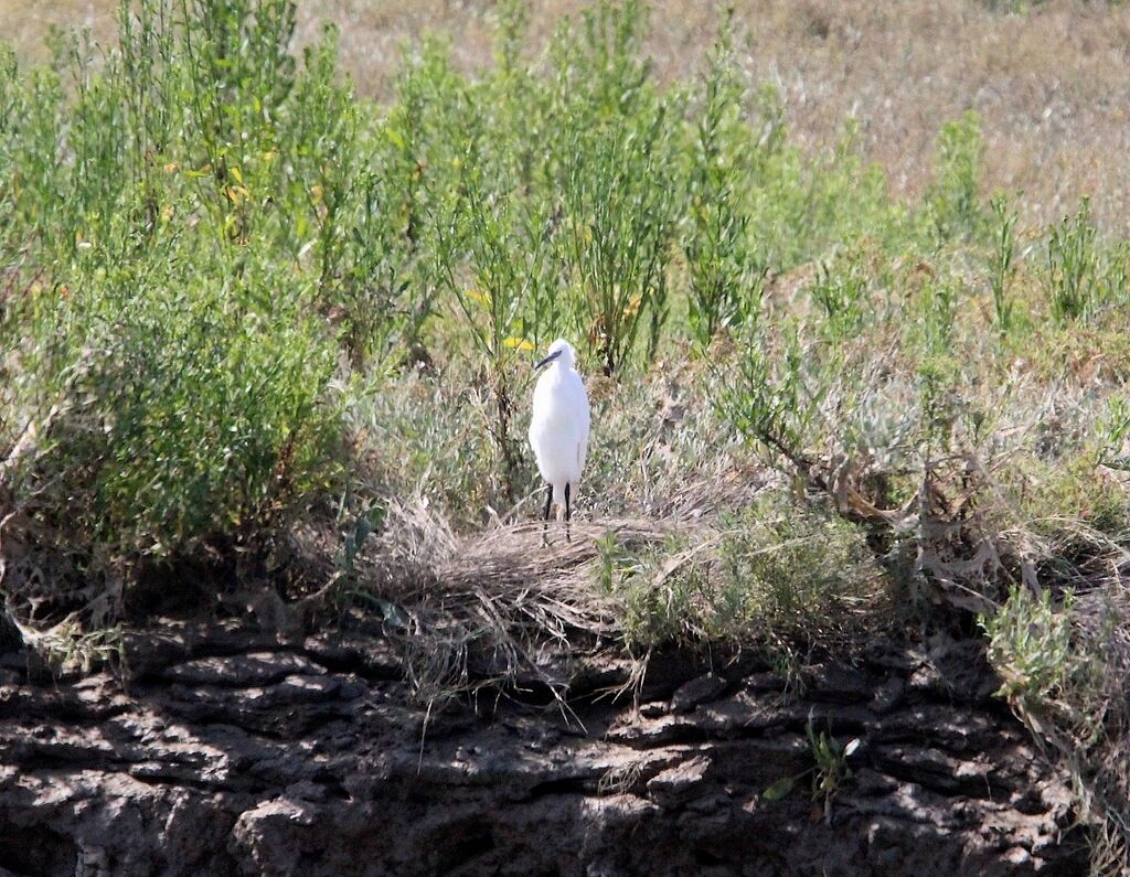 Little Egret