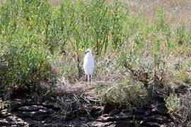 Little Egret