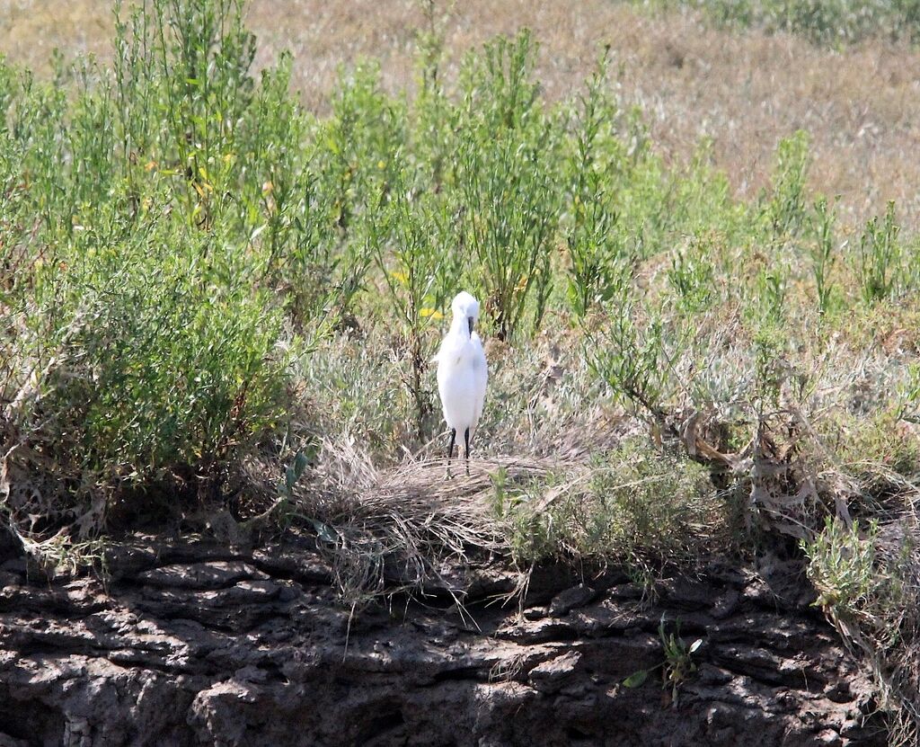 Little Egret