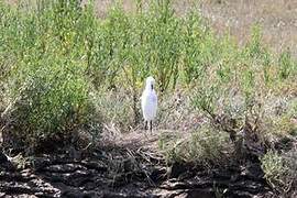 Little Egret