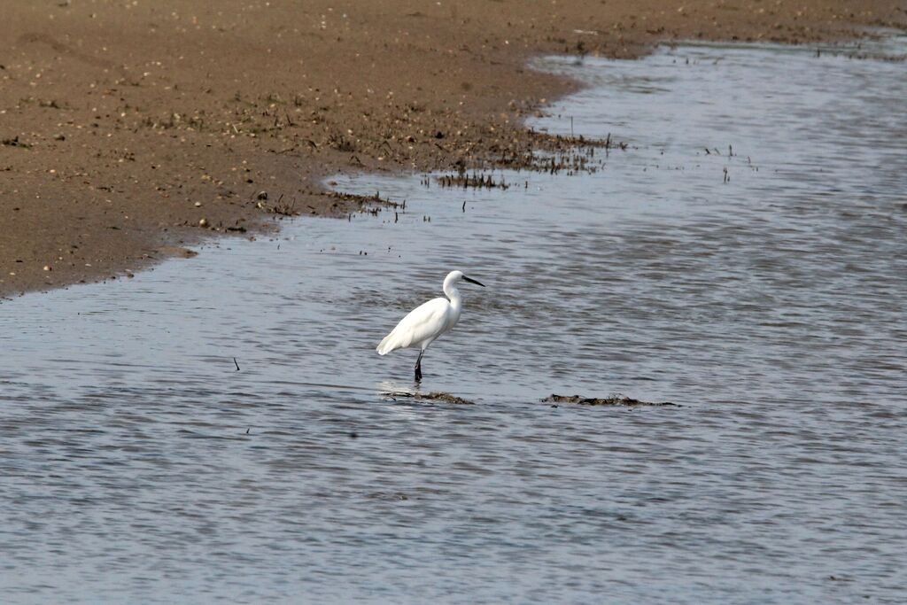 Little Egret