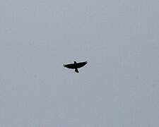 Eurasian Skylark