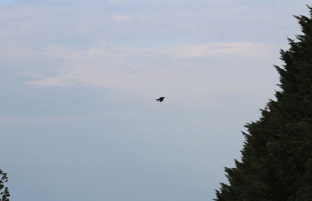 Eurasian Skylark