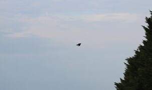 Eurasian Skylark