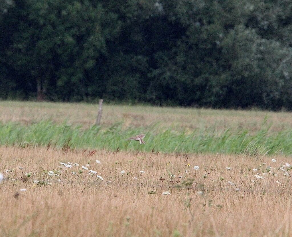 Eurasian Skylark