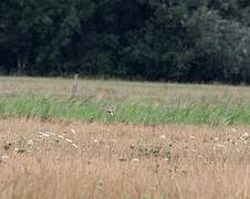 Eurasian Skylark