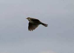 Eurasian Skylark