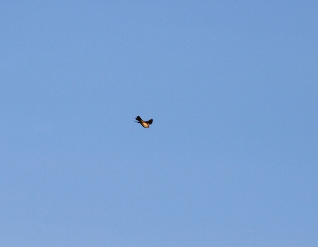 Eurasian Skylark