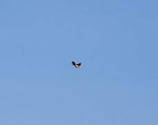 Eurasian Skylark